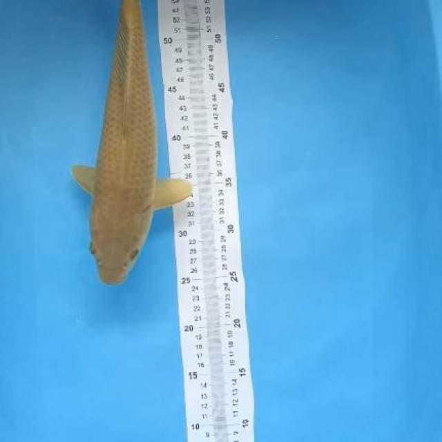 chagoi 37cm