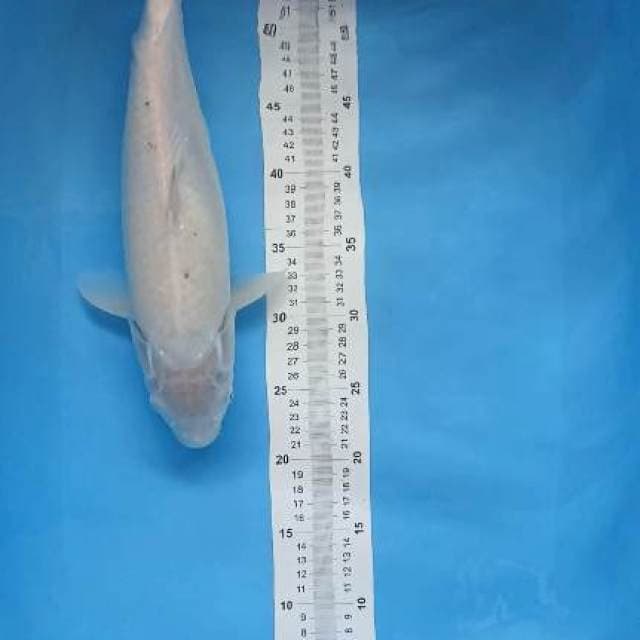siromuji 40cm siap pijah