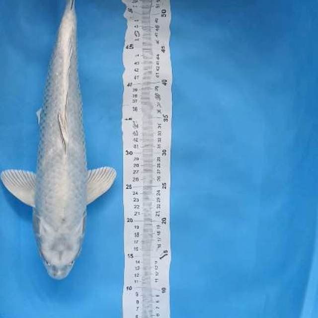 mukashi 45cm