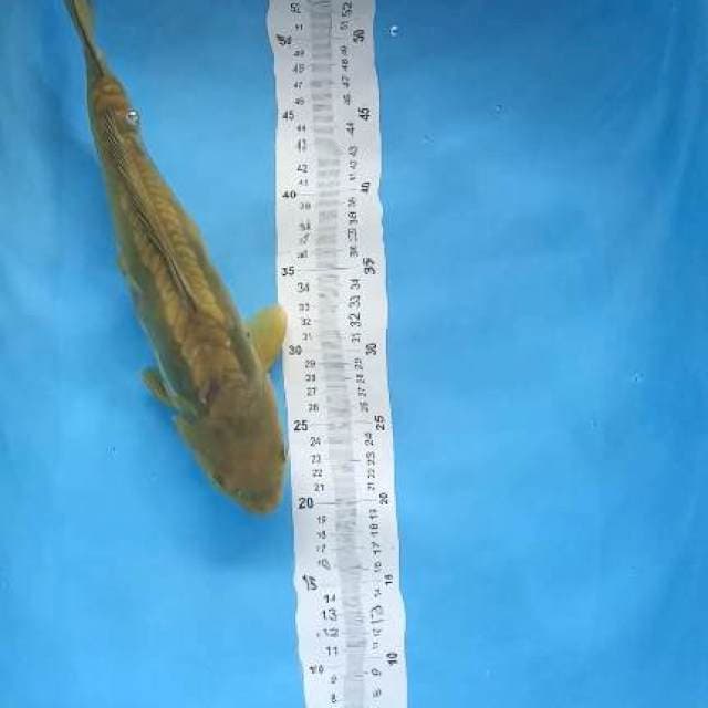 chagoi aragoke 36cm
