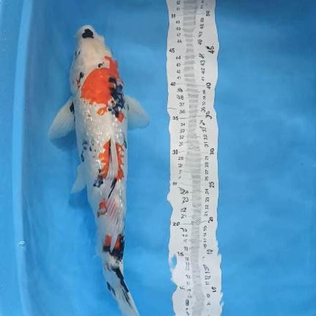 showa ginrin jantan 44cm