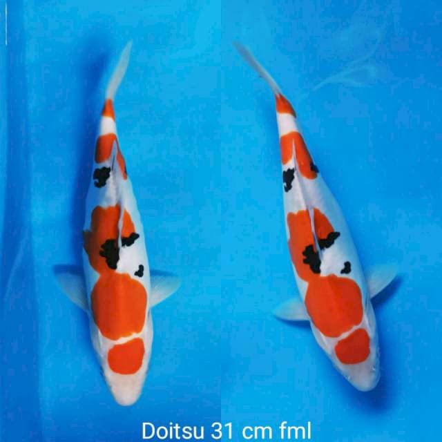 Doitsu murni sanke 31 cm fml