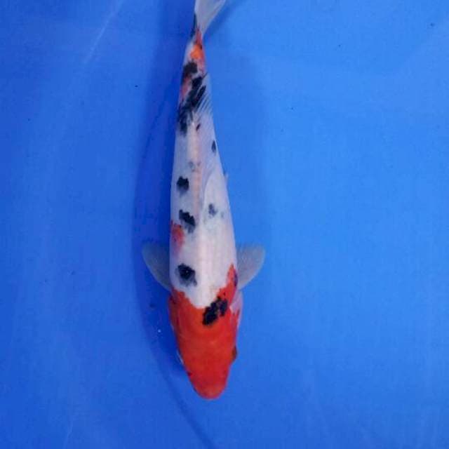 Sanke 26 cm