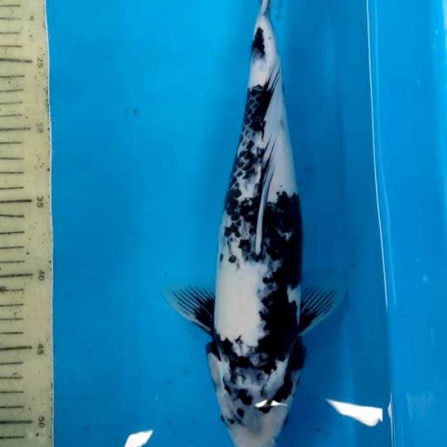 Shiro 37 cm hitam pekat kulit putih susu