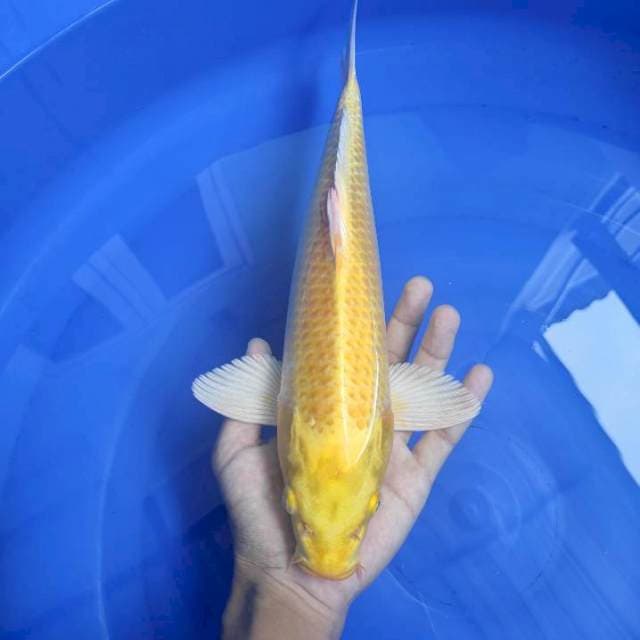 Ogon 34cm