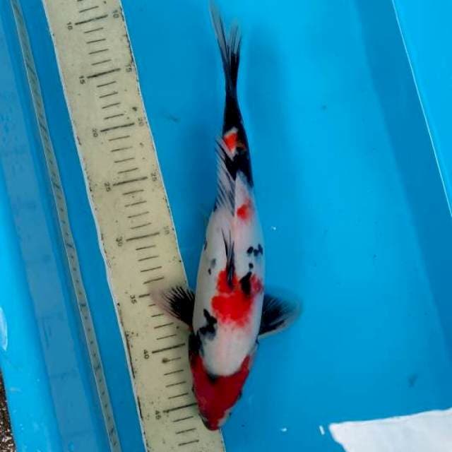 Showa indah di pandang 36cm