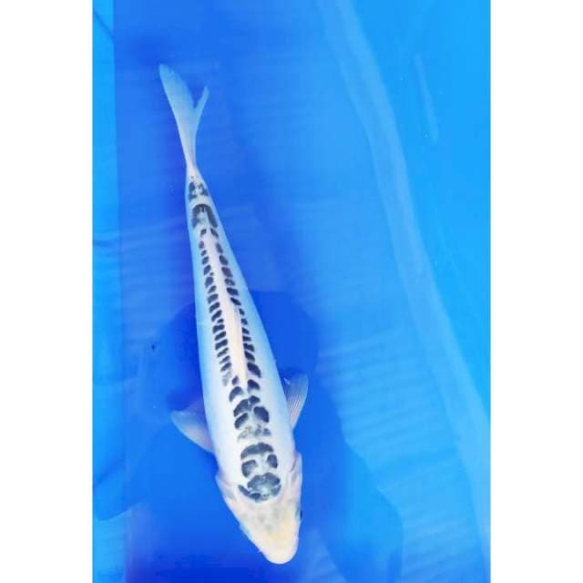 Shusui 32 cm