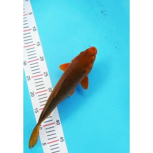 Chagoi trmbaga 34 cm
