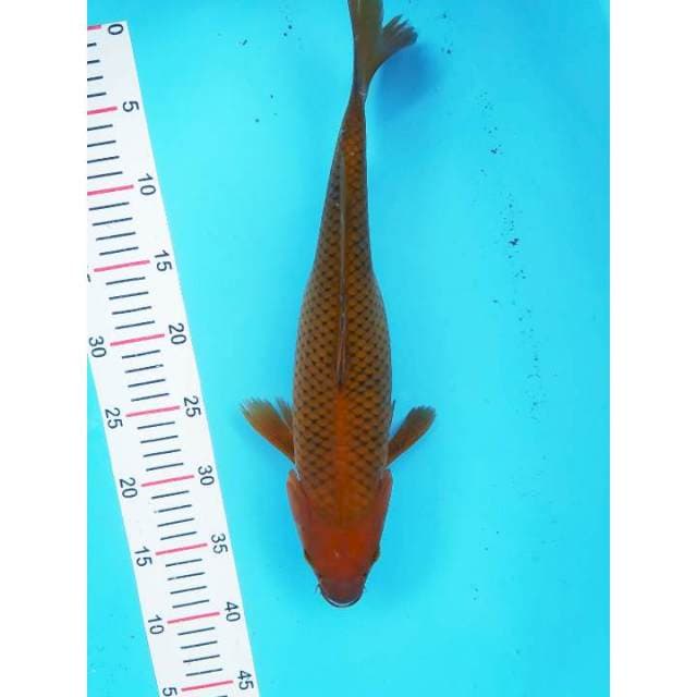 Chagoi tembaga 38 cm