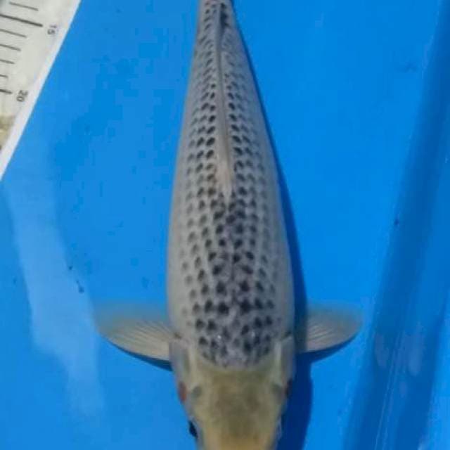 Asagi Munuk f1..37cm male.