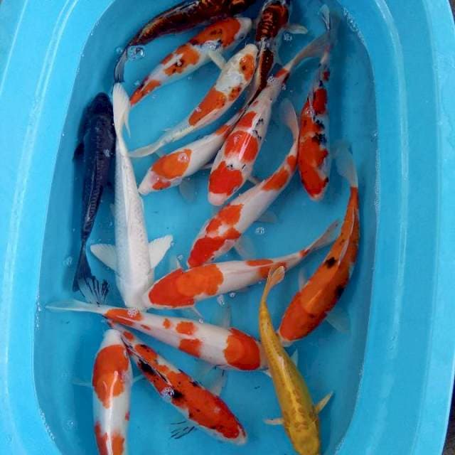Mix 16 ekor 26-35 cm 👍