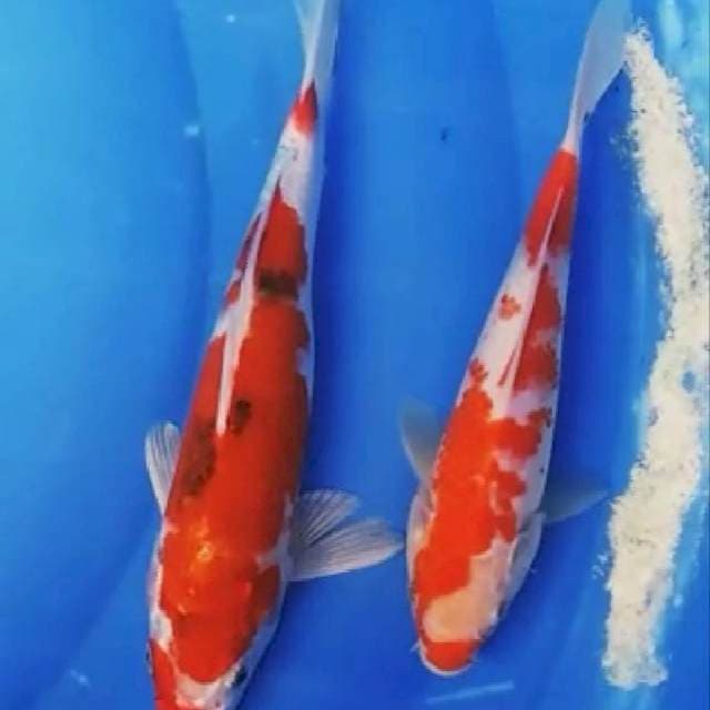 Kohaku, sanke 20,23cm