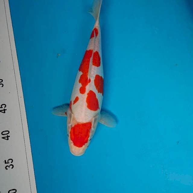 Doitsu kohaku