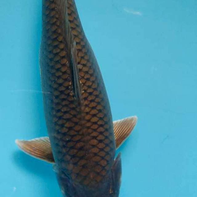Cagoi