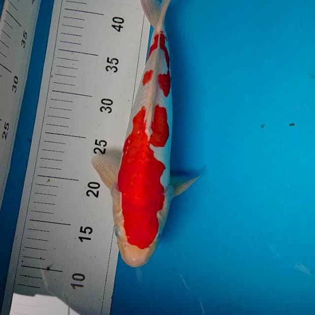 Doitsu kohaku 32 cm