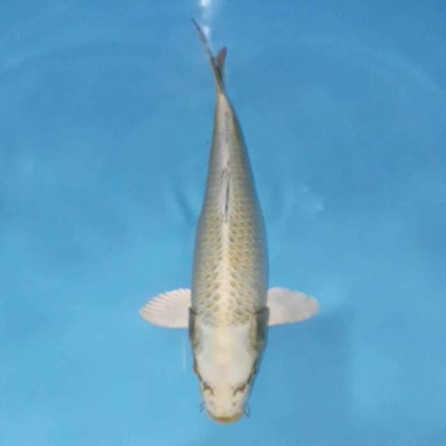 Mukashi 32 cm