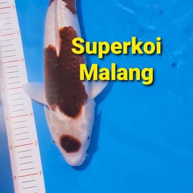 Maruten Goromo Ginrin 45 cm