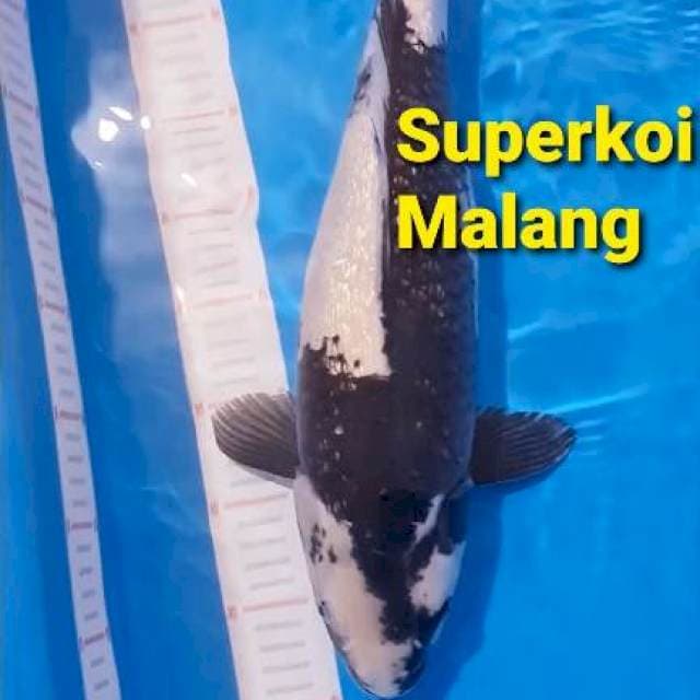 Shiro Ginrin Super White