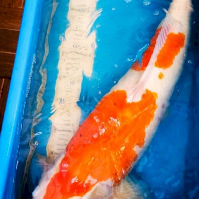 Kohaku JUMBO 58 cm Impor Serti Matsue