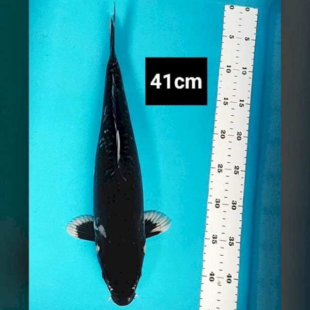 Black hajiro strong 41cm