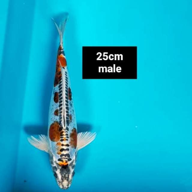 Kiko 25cm male