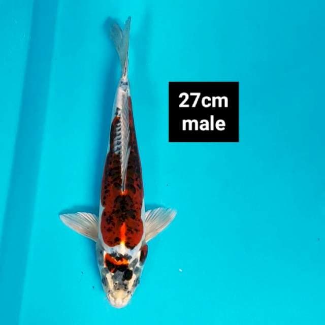 Maruten kiko 27cm male