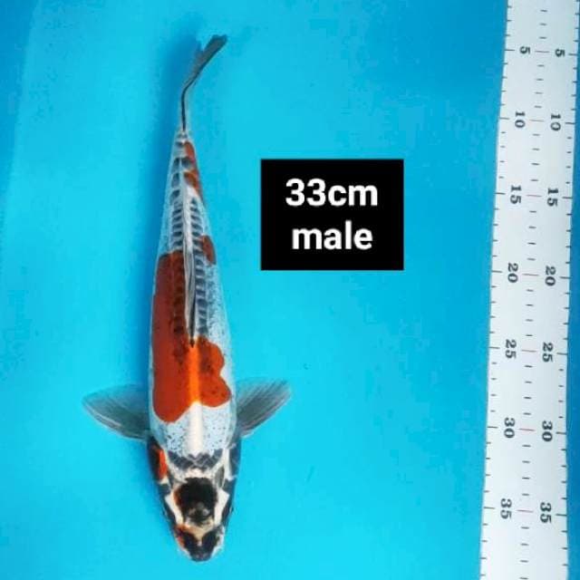 Benikiko 33cm male