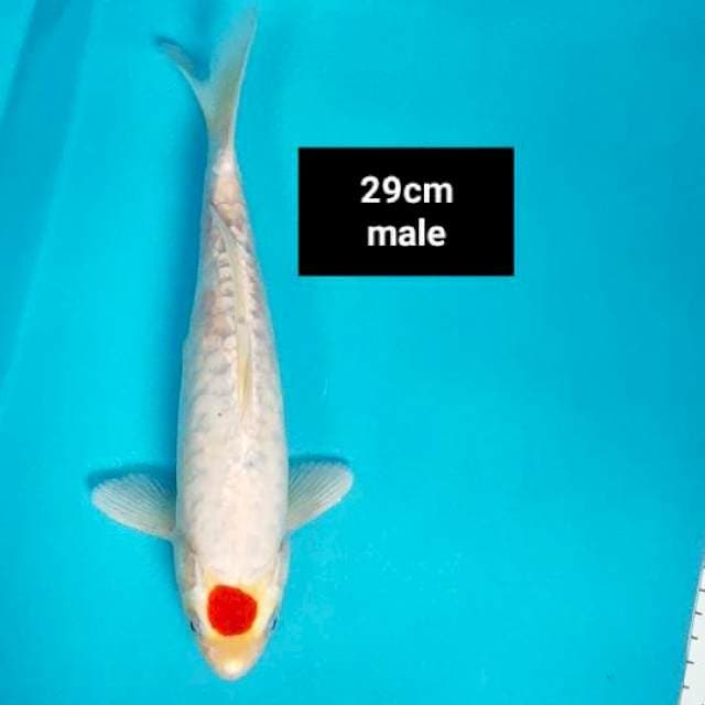 Tancho kohaku 29cm male Ori