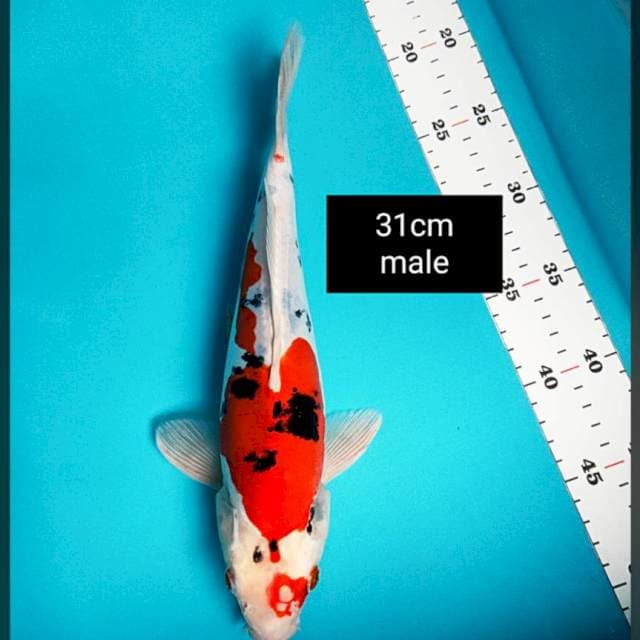 Heisei nishiki 31cm male