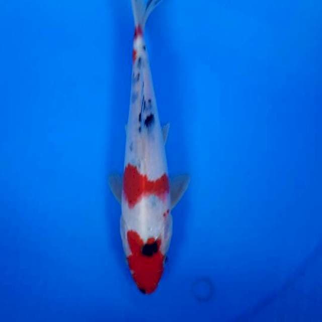 Sanke 22 cm