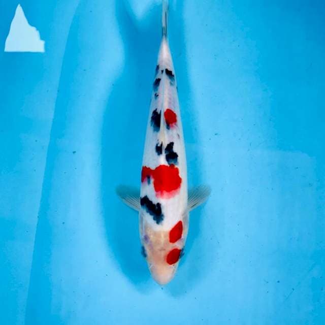 Sanke, 30 cm