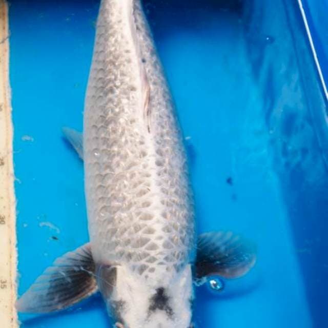 Jumbo Mukashi Male 45 Up Body Torpedo