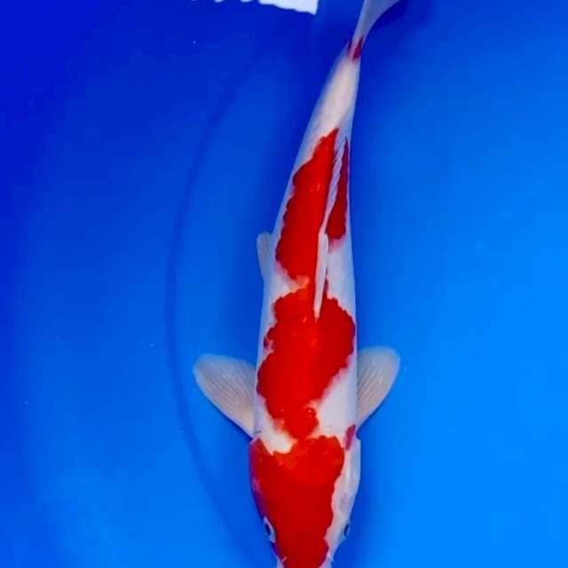 32cm KOHAKU JOSS
