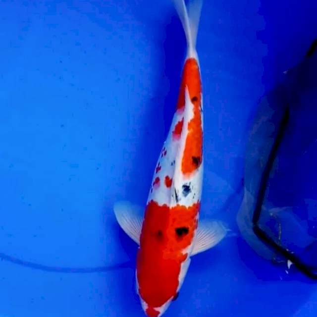 32cm SANKE HANATSUKI