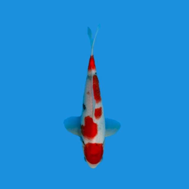 Sanke Maruten Tategoi 24cm jantan