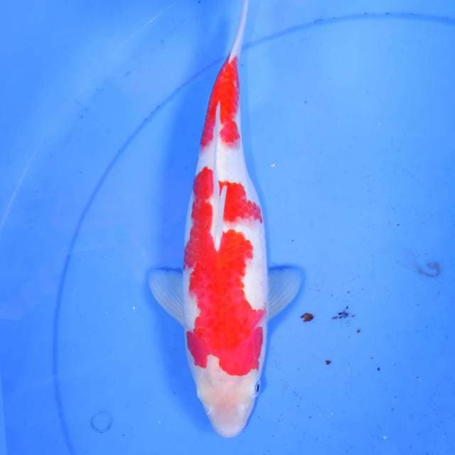 KOHAKU ISTIMEWA