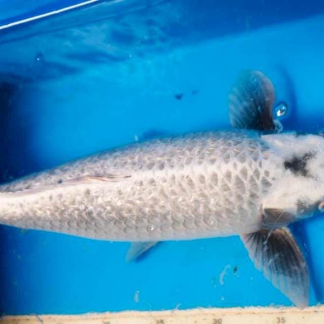 Jumbo Mukashi Body Torpedo