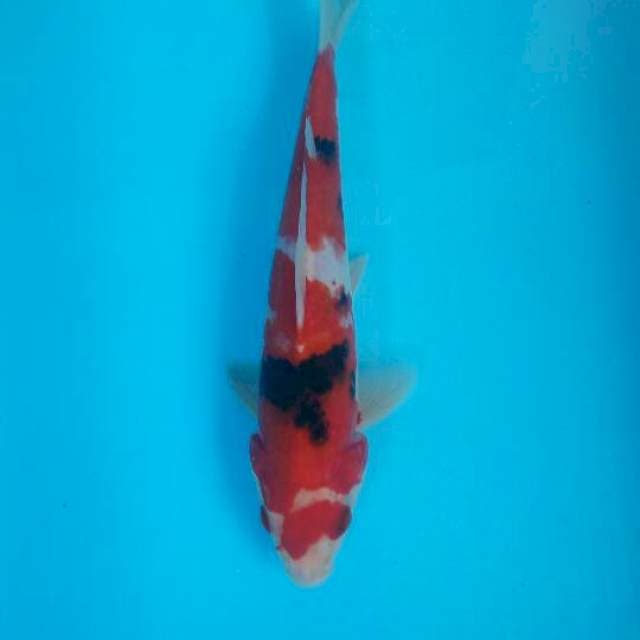 Sanke 22 cm