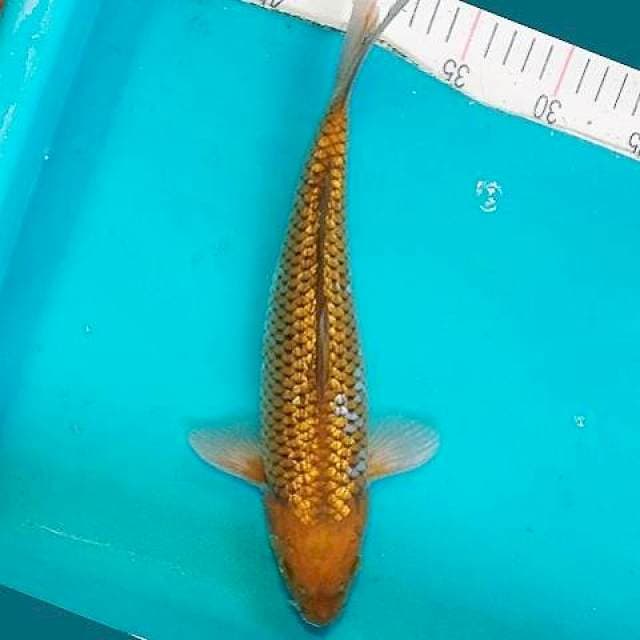 Ochiba Ginrin 31cm