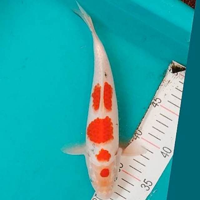 Yondan 26cm