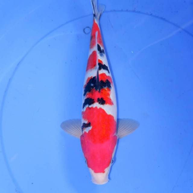YONDAN SANKE 33cm