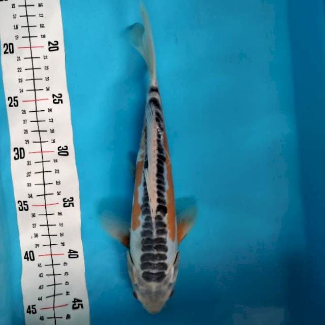 ~ 1 ~ SHUSUI HQ 27cm