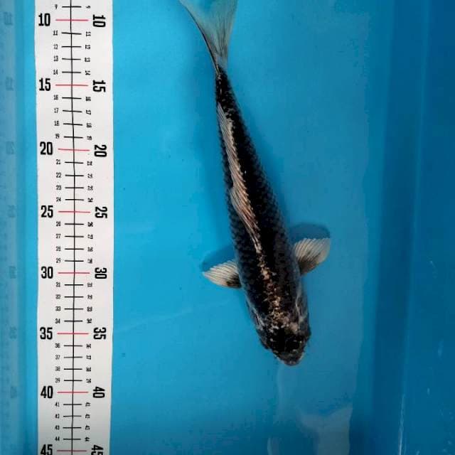 ~ 2 ~ ANTIKAN 30cm