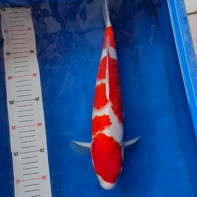Kohaku strong Male 40cm