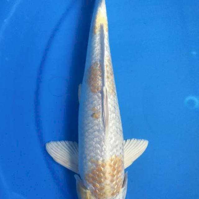 HARIWAKE 30 CM