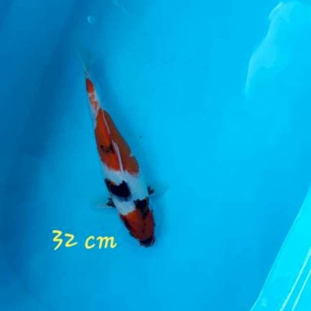 ~ 4 ~ SHOWA 32cm