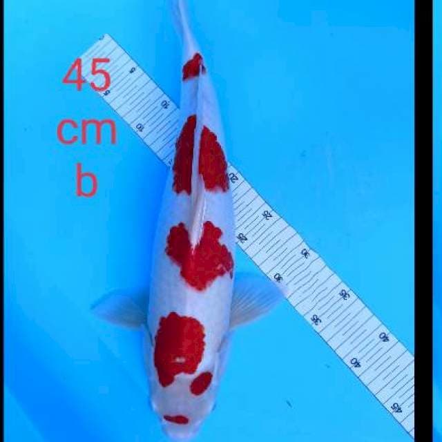 Kohaku putih merah strong 45 cm