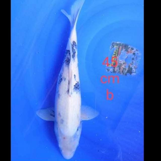 Siro tategoi putih 45cm