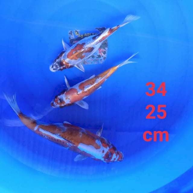 Kikuryu prospek 34,25cm