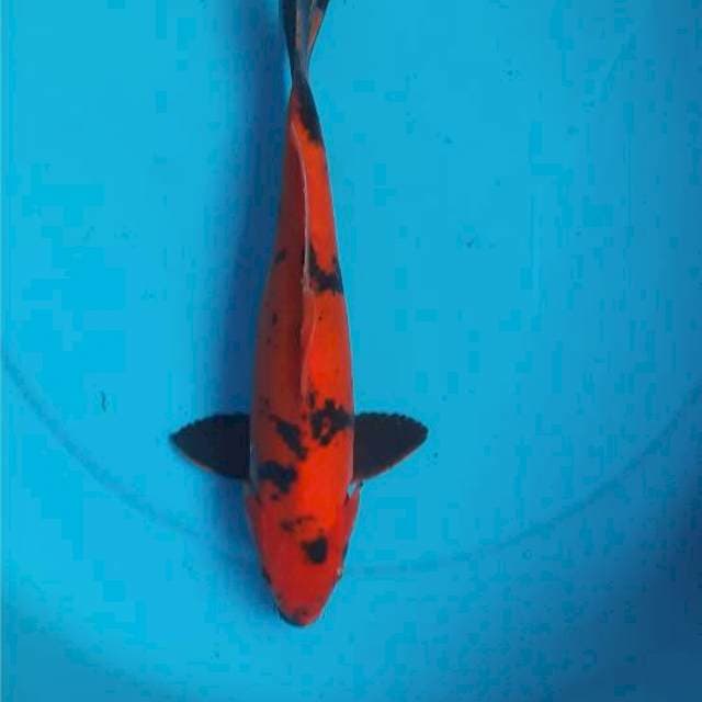 Utsuri 32cm